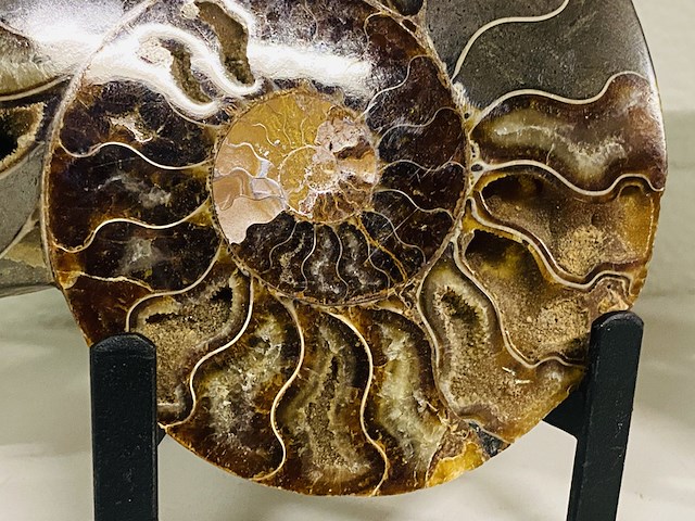 Ammoniet paar op metalen standaard - afbeelding 6 van  6