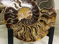 Ammoniet paar op metalen standaard - afbeelding 6 van  6