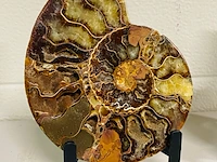 Ammoniet paar - afbeelding 3 van  5