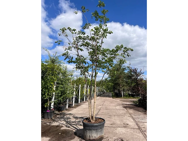 Amurkurkboom, phellodendron amurense, meerstammig, ca. 4 m hoog - afbeelding 1 van  1