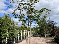 Amurkurkboom, phellodendron amurense, meerstammig, ca. 4 m hoog