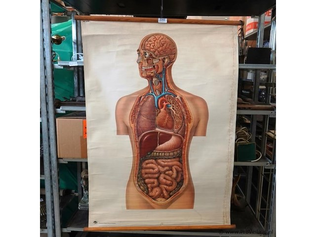 Anatomie kaart op papier - afbeelding 1 van  5