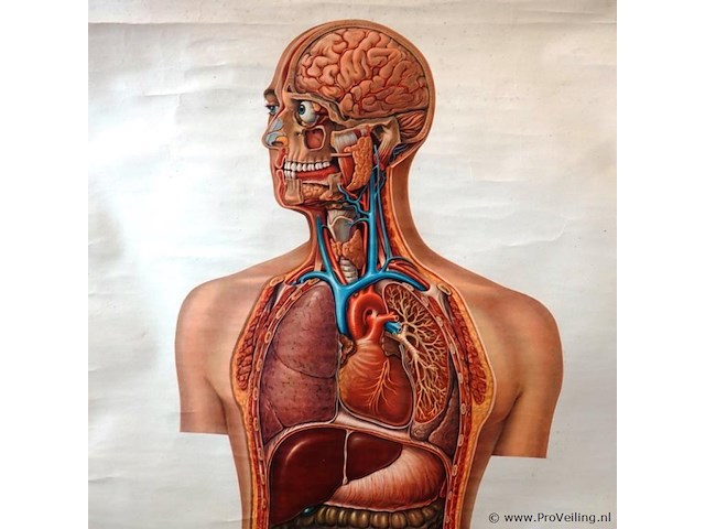 Anatomie kaart op papier - afbeelding 2 van  5