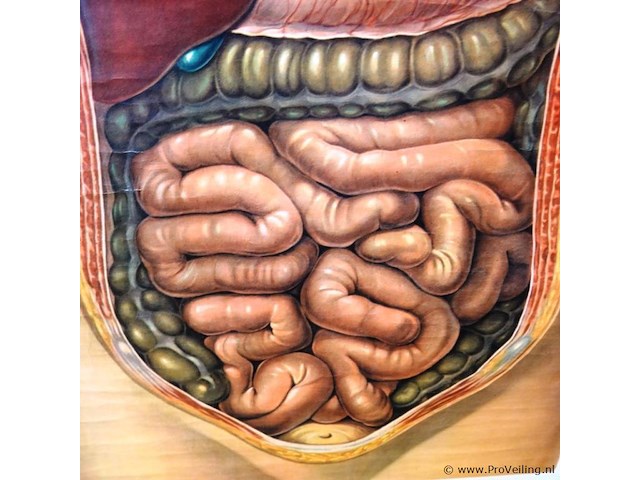 Anatomie kaart op papier - afbeelding 4 van  5