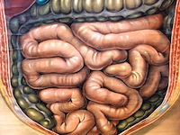 Anatomie kaart op papier - afbeelding 4 van  5