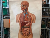 Anatomie kaart op papier - afbeelding 1 van  5