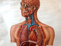 Anatomie kaart op papier - afbeelding 2 van  5