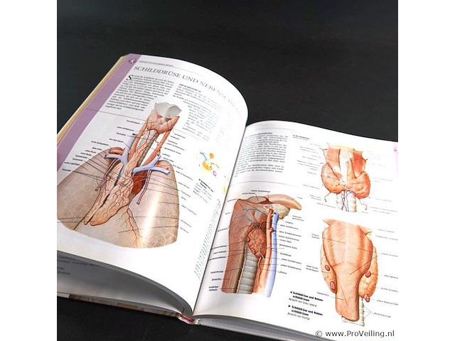 Anatomie - afbeelding 4 van  5