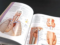 Anatomie - afbeelding 4 van  5