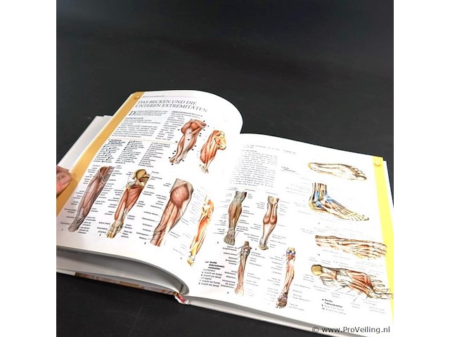 Anatomie - afbeelding 5 van  5