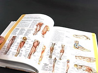 Anatomie - afbeelding 5 van  5