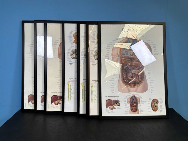 Anatomische posters in lijst (7x) - afbeelding 1 van  8