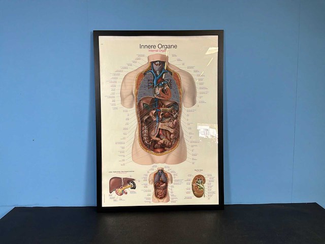 Anatomische posters in lijst (7x) - afbeelding 2 van  8