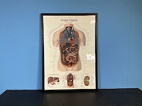 Anatomische posters in lijst (7x) - afbeelding 2 van  8