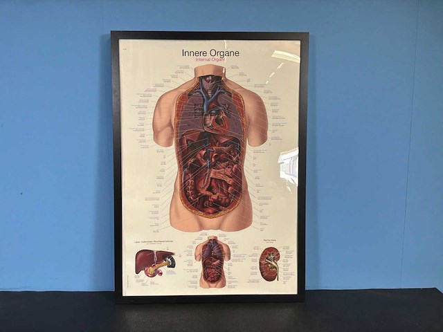 Anatomische posters in lijst (7x) - afbeelding 3 van  8