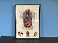 Anatomische posters in lijst (7x) - afbeelding 4 van  8