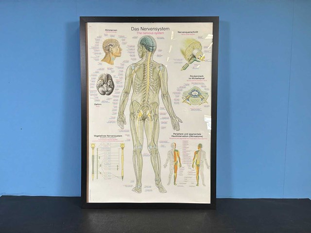 Anatomische posters in lijst (7x) - afbeelding 5 van  8