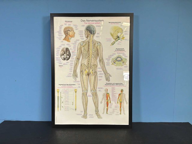 Anatomische posters in lijst (7x) - afbeelding 6 van  8