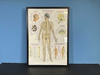 Anatomische posters in lijst (7x) - afbeelding 6 van  8