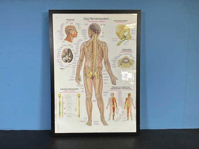 Anatomische posters in lijst (7x) - afbeelding 7 van  8