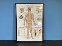 Anatomische posters in lijst (7x) - afbeelding 7 van  8