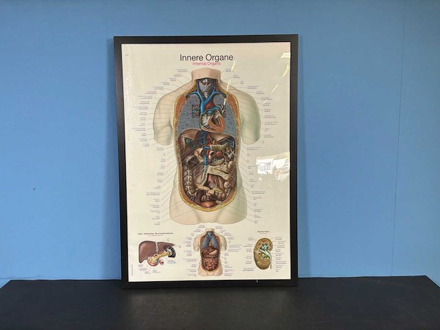 Anatomische posters in lijst (7x) - afbeelding 8 van  8