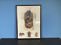 Anatomische posters in lijst (7x) - afbeelding 8 van  8