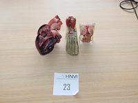 Anatomische producten w.o. hart, voet en romp.