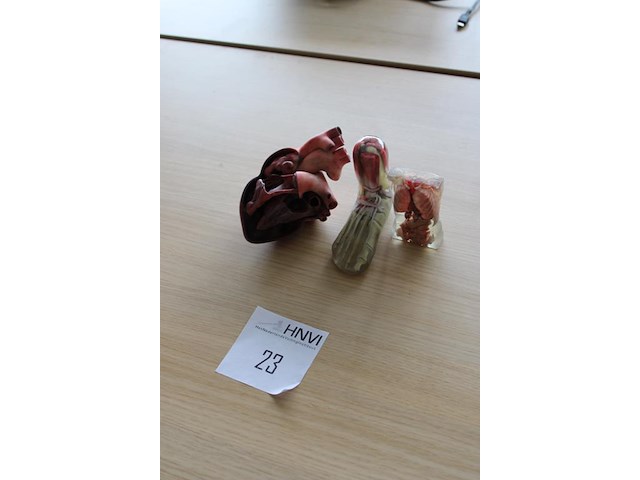 Anatomische producten w.o. hart, voet en romp. - afbeelding 2 van  3