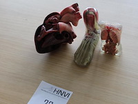 Anatomische producten w.o. hart, voet en romp. - afbeelding 2 van  3