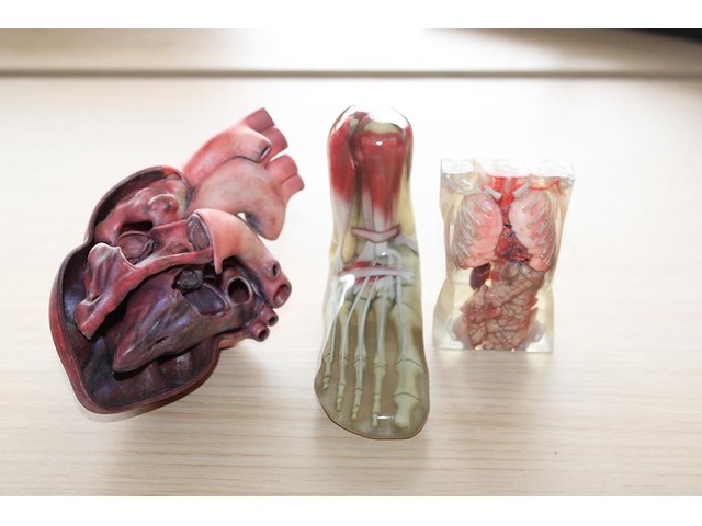 Anatomische producten w.o. hart, voet en romp. - afbeelding 3 van  3