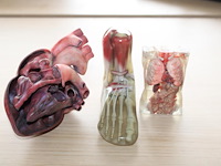 Anatomische producten w.o. hart, voet en romp. - afbeelding 3 van  3