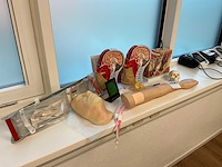 Anatomische sculpturen - afbeelding 1 van  7