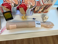 Anatomische sculpturen - afbeelding 4 van  7