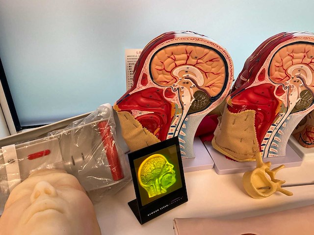 Anatomische sculpturen - afbeelding 5 van  7