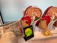 Anatomische sculpturen - afbeelding 5 van  7