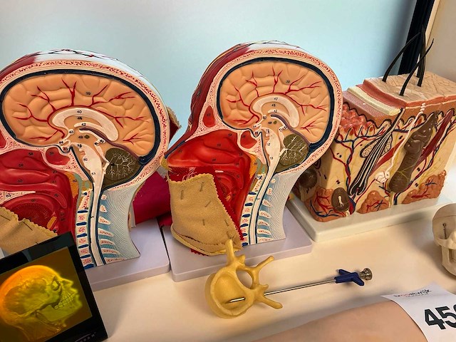 Anatomische sculpturen - afbeelding 6 van  7