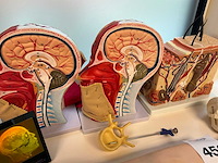 Anatomische sculpturen - afbeelding 6 van  7