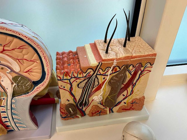 Anatomische sculpturen - afbeelding 7 van  7