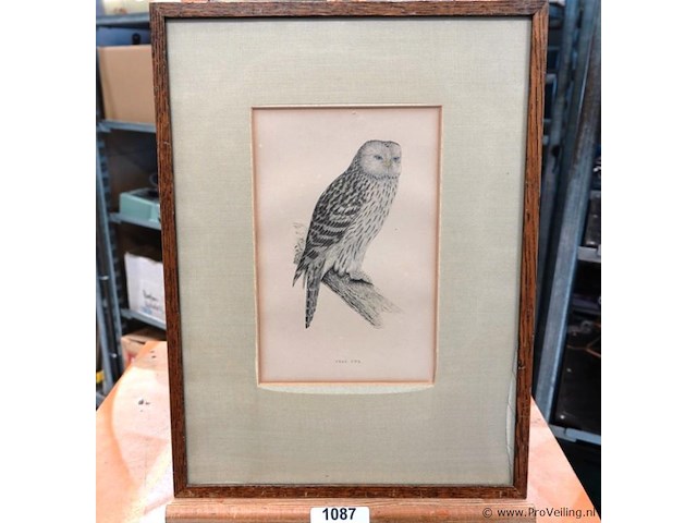 Antieke prent van een oeraluil, vaak toegeschreven aan illustratoren zoals john gould of de gebroeders von wright - afbeelding 1 van  5