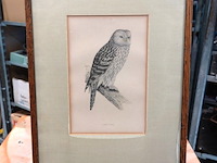 Antieke prent van een oeraluil, vaak toegeschreven aan illustratoren zoals john gould of de gebroeders von wright - afbeelding 1 van  5