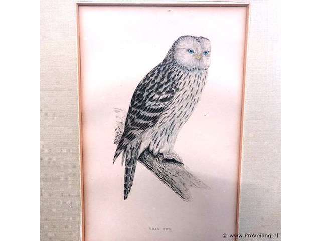 Antieke prent van een oeraluil, vaak toegeschreven aan illustratoren zoals john gould of de gebroeders von wright - afbeelding 2 van  5
