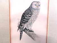 Antieke prent van een oeraluil, vaak toegeschreven aan illustratoren zoals john gould of de gebroeders von wright - afbeelding 2 van  5