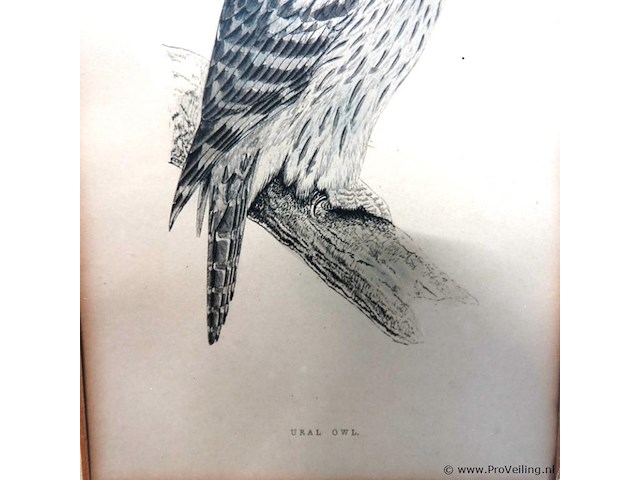 Antieke prent van een oeraluil, vaak toegeschreven aan illustratoren zoals john gould of de gebroeders von wright - afbeelding 3 van  5