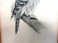 Antieke prent van een oeraluil, vaak toegeschreven aan illustratoren zoals john gould of de gebroeders von wright - afbeelding 3 van  5