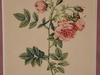 Antieke prints/zeefdrukken - afbeelding 3 van  9