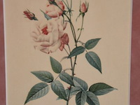 Antieke prints/zeefdrukken - afbeelding 4 van  9