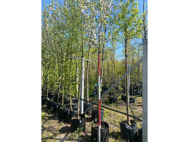 Appelboom - fruit tree - afbeelding 2 van  3