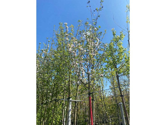 Appelboom - fruit tree - afbeelding 3 van  3