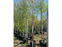 Appelboom - fruit tree - afbeelding 2 van  3
